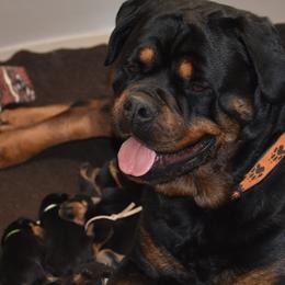 Ivy - Black and mahogany female Rottweiler puppy in Catawissa, Pennsylvania from Sharp Ridge Rottweilers