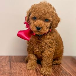 Blossom (Pink Collar Female) - Apricot female Goldendoodle puppy in Santa Clara, Utah from Desert Dawn Doodles