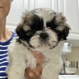 Shih Tzu Puppies from Willow Lane Shih Tzus