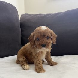 Macadamia Nut - Apricot male Cavapoo puppy in El Sobrante, California from Mckendra's Legacy