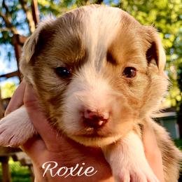 Miniature Australian Shepherd and Toy Australian Shepherd Puppies from Pawesome Lil Aussies