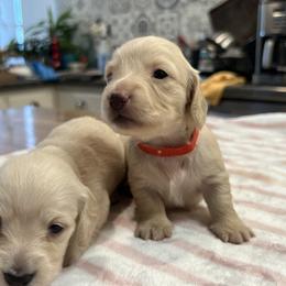 Valentine's baby - Cream female Dachshund puppy in Prescott, Arizona from Dachshund Family Love Breeders