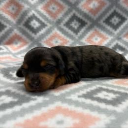 Boy 2 - Dapple male Dachshund puppy in Hoover, Alabama from Tide Town Doxies