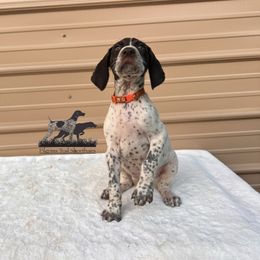 German Shorthaired Pointer and Vizsla Puppies from Pilgrims Trails Shorthairs