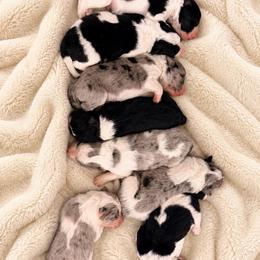 Male 1 - White and blue merle male Border Collie puppy in Shell Knob, Missouri from Stoneridge Kennel