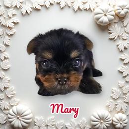 Mary - Blue and gold female Yorkshire Terrier puppy in Denver, Colorado from Totty's Tiny Paws
