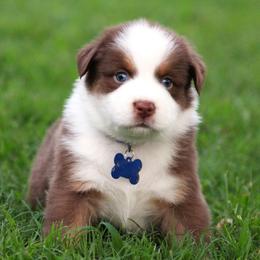 Meet Shane   red tri male with full white collar and blue eyes - Red tri-color male Australian Shepherd puppy in Cookeville, Tennessee from Spring Creek Aussies