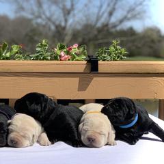 German Shepherd and Labrador Retriever Puppies from DogSmith Purebreds