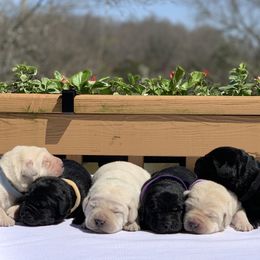 German Shepherd and Labrador Retriever Puppies from DogSmith Purebreds