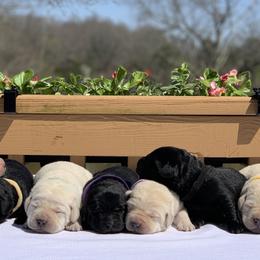 German Shepherd and Labrador Retriever Puppies from DogSmith Purebreds