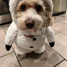 Cockapoo, Cocker Spaniel, and Poodle All Grown Up from The Cocker Cingdom