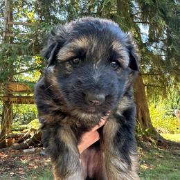 Yellow Sun Joy - Black and tan female German Shepherd puppy in Bonney Lake, Washington from German Shepherds Von Washington