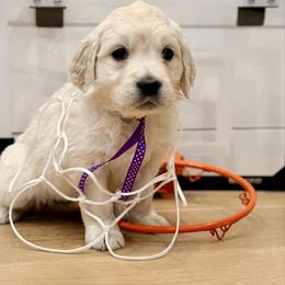 Purple - Light golden female Golden Retriever puppy in Brewster, Washington from AB & Co. Goldens