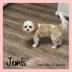 Cavachon Puppies from Designer Mountain Mutts