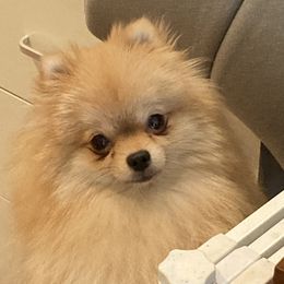Bella - Pomeranian