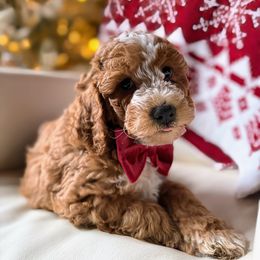 Simon - Red  male Goldendoodle puppy in Pine Grove, California from Lundee Doodles