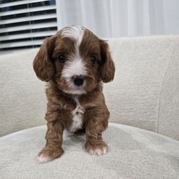 Romance - Red male Cavapoo puppy in Fordland, Missouri from K&K's Puppy Kingdom