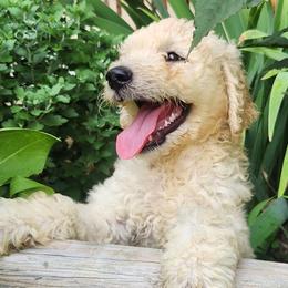 Fern - White female Bernedoodle puppy in Columbia, Missouri from Silver Creek Pups