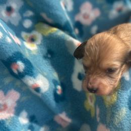 Percy - Cream male Dachshund puppy in Tahlequah, Oklahoma from Love Some Dogs Dachshunds & Cavalier King Charles Spaniels,Cavapoos