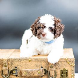 Sky - Brown white and tan male Cockapoo puppy in Montana from Parti Puppies