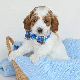 Cleo - White male Cavapoo puppy in Lititz, Pennsylvania from Hounds and Doodles