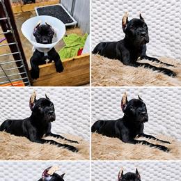 Hot pink collar - Black female Cane Corso puppy in Fritch, Texas from Carrie Brown's Cane Corsos