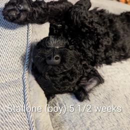 Stallone - Black male Goldendoodle puppy in Vinton, Iowa from Doodles to Love