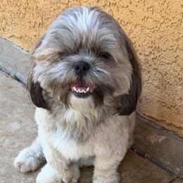 Brian - Brindle male Shih Tzu puppy in Victorville, California from RUMBLE n TUMBLE