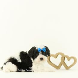 Sterling (Blue Collar) - Black and white male Cavapoo puppy in Republic, Missouri from Red Skye Puppies