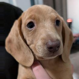 Isabella dapple - Fawn (isabella) and tan female Dachshund puppy in Harrison, Arkansas from Dachshunds on the Hill