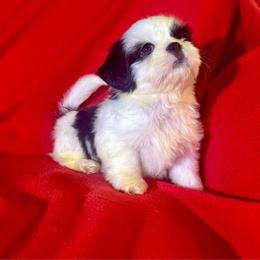 Shih Tzu puppies from Sunnybrook Shih Tzu