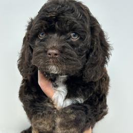 Black collar boy - Brown and tan male Cockapoo puppy in Oologah, Oklahoma from Timber Hills Poodles and Doodles