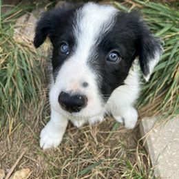 Creek - Black and white male Border Collie puppy in Lenexa, Kansas from Spotted Feather Farm