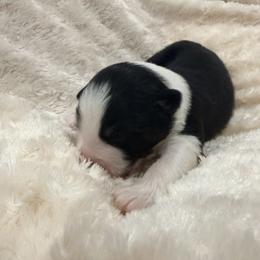 Kenney - Black tri-color male Australian Shepherd puppy in Celina, Tennessee from CumberlandRidge Australian Shepherds