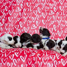 Old English Sheepdog and Sheepadoodle Puppies from Country Roads Sheepdogs & Doodles