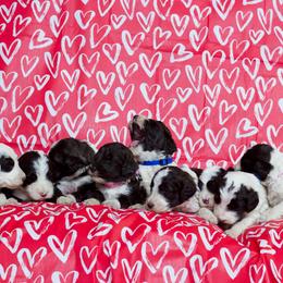 Old English Sheepdog and Sheepadoodle Puppies from Country Roads Sheepdogs & Doodles