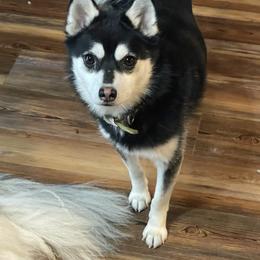 Felix - Pomsky