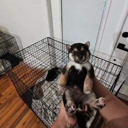 Reika - Black and tan female Shiba Inu puppy in Lehigh Acres, Florida from SWFL Happy Dogs
