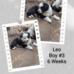 Australian Shepherd and Great Dane Puppies from AEW Farm