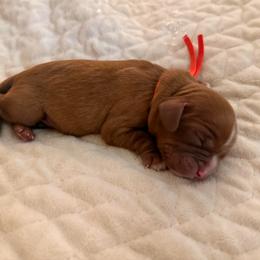Ariana (orange collar) - Ruby female Cavalier King Charles Spaniel puppy in Acworth, Georgia from Cumberland Cavaliers