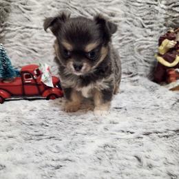Blue tri girl. - Blue and tan female Chihuahua puppy in Richmond, Virginia from Breens