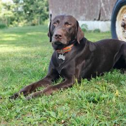Pete - Labrador Retriever