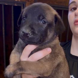 Belgian Malinois Puppies from Lion and The Lamb Kennel