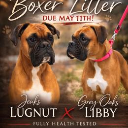 Boxer puppies from Jenks Boxers