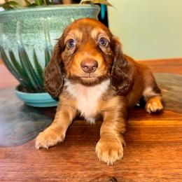 AKC Rey - Chocolate female Dachshund puppy in Knoxville, Tennessee from Thea's Puppies