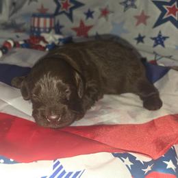 Luke - Brown merle male Aussiedoodle puppy in Cumberland, Rhode Island from W Doodle Crew