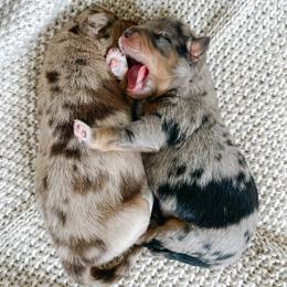 Australian Shepherd Puppies from Ember Aussies NJ/NY/PA