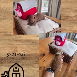 Teal girl - Caramel red female Labradoodle puppy in Tyler, Texas from LaRue's Labradoodles