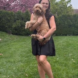 Stella - Goldendoodle