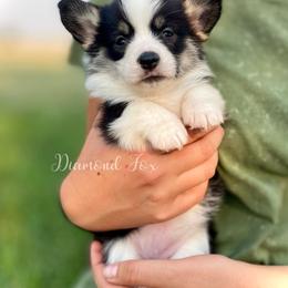 Olive - Black and tan female Pembroke Welsh Corgi puppy in Weston, Idaho from Diamond Fox Corgis